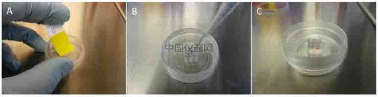 傷口愈合／細(xì)胞劃痕實(shí)驗(yàn)新方法－如何劃出筆直均一的劃痕