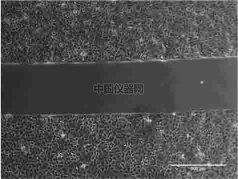 傷口愈合／細(xì)胞劃痕實(shí)驗(yàn)新方法－如何劃出筆直均一的劃痕