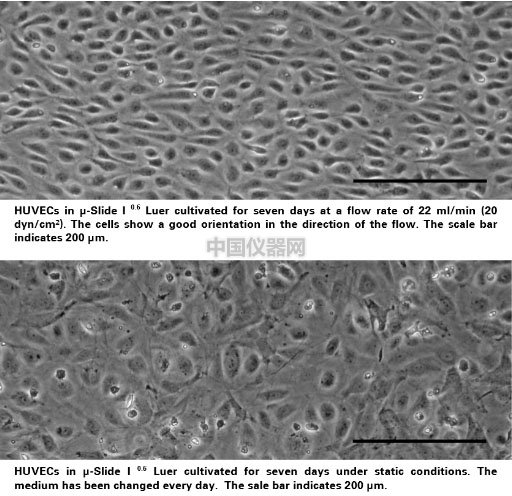 流體剪切力實驗：流體環境下的HUVEC細胞培養，真實還原體內環境