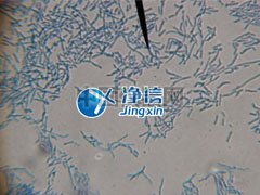 全自動樣品快速研磨儀研磨青霉菌提取線粒體實驗-上海凈信